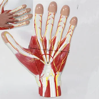брой символи на 60 Мускулите на ръцете с модела анотомии съдова нерв Ставите дланта си с мускули и венами